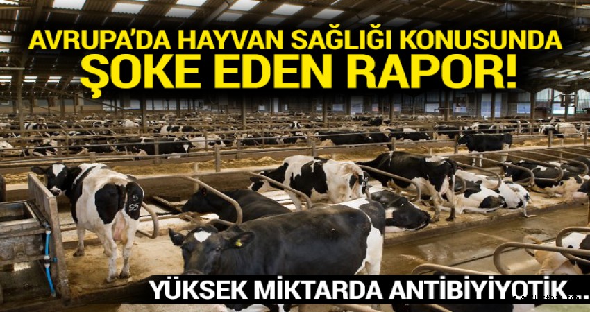 Avrupa’da hayvan sağlığı konusunda şoke eden rapor!