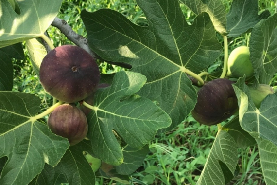 Dünyanın en değerli meyvesinde hasat zamanı! Bursa'dan dünyaya kapış kapış gidiyor