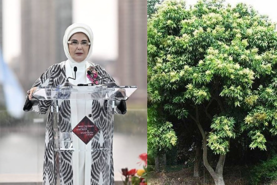 Emine Erdoğan'ın talimatıyla Hindistan'dan Türkiye'ye getirildi: Meyve vermesi tam 5 yıl sürdü