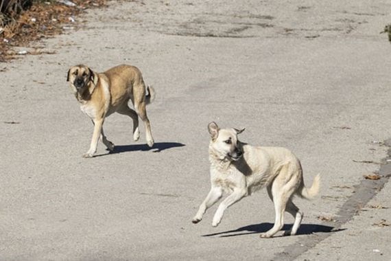 Köpek saldırıları neden artıyor? Toplu köpek saldırısında ne yapmalı? Uzmanlardan hayati tavsiyeler!