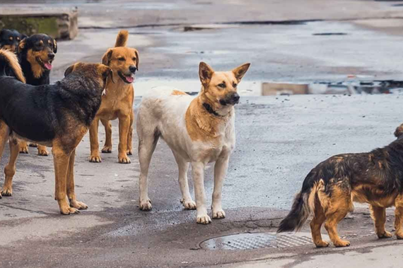 Sokak köpekleri yasası nedir? Sokak köpekleri yasası maddeleri nelerdir?