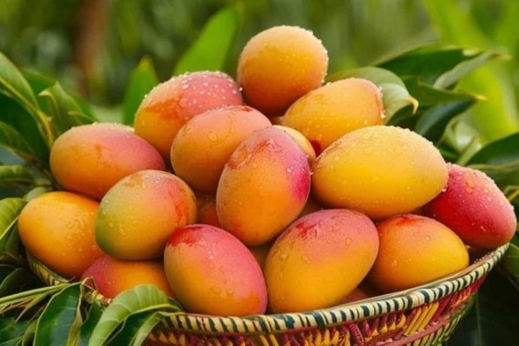 Dünyanın en pahalı meyvesi: Milyonerlerin yeni tutkusu haline geldi | Helal Platform