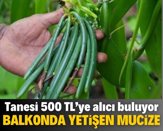 Balkonda yetişen mucize! Tanesi 500 TL’ye alıcı buluyor