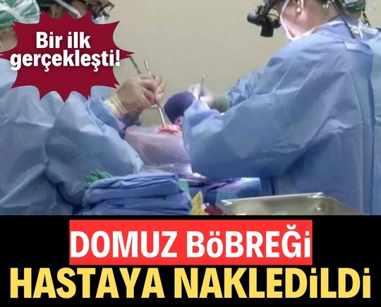 Bir ilk gerçekleşti! Domuz böbreği hastaya nakledildi