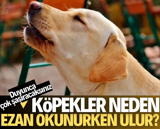 Köpekler neden ezan okunurken ulur? Duyunca inanamayacaksınız!